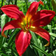 image de Hemerocallis