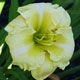 image de Hemerocallis