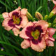 image de Hemerocallis