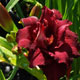 image de Hemerocallis