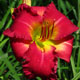 image de Hemerocallis