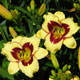 image de Hemerocallis