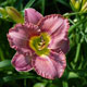 image de Hemerocallis