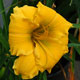 image de Hemerocallis