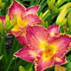 image de Hemerocallis