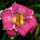 image de Hemerocallis