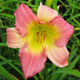 image de Hemerocallis