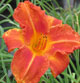 image de Hemerocallis