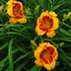 image de Hemerocallis