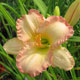 image de Hemerocallis