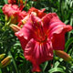 image de Hemerocallis