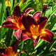 image de Hemerocallis