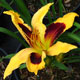 image de Hemerocallis