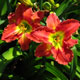 image de Hemerocallis