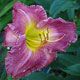 image de Hemerocallis