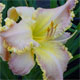 image de Hemerocallis