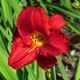 image de Hemerocallis