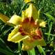 image de Hemerocallis