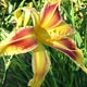 image de Hemerocallis