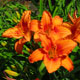 image de Hemerocallis