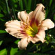 image de Hemerocallis