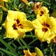 image de Hemerocallis