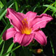 image de Hemerocallis