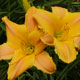 image de Hemerocallis