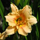 image de Hemerocallis