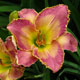 image de Hemerocallis