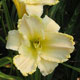 image de Hemerocallis