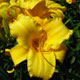 image de Hemerocallis