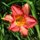 image de Hemerocallis