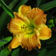 image de Hemerocallis