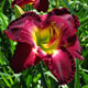 image de Hemerocallis