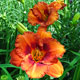 image de Hemerocallis