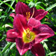 image de Hemerocallis