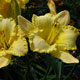 image de Hemerocallis