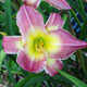 image de Hemerocallis