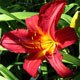 image de Hemerocallis