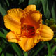 image de Hemerocallis