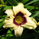 image de Hemerocallis