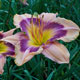 image de Hemerocallis