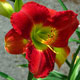 image de Hemerocallis