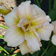 image de Hemerocallis