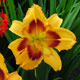 image de Hemerocallis