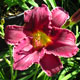 image de Hemerocallis