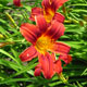 image de Hemerocallis