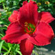 image de Hemerocallis