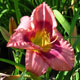 image de Hemerocallis